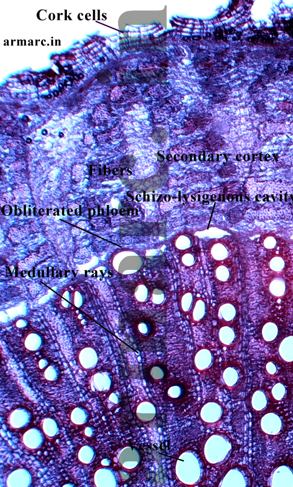 Transverse section of Root of Abutilon indicum images