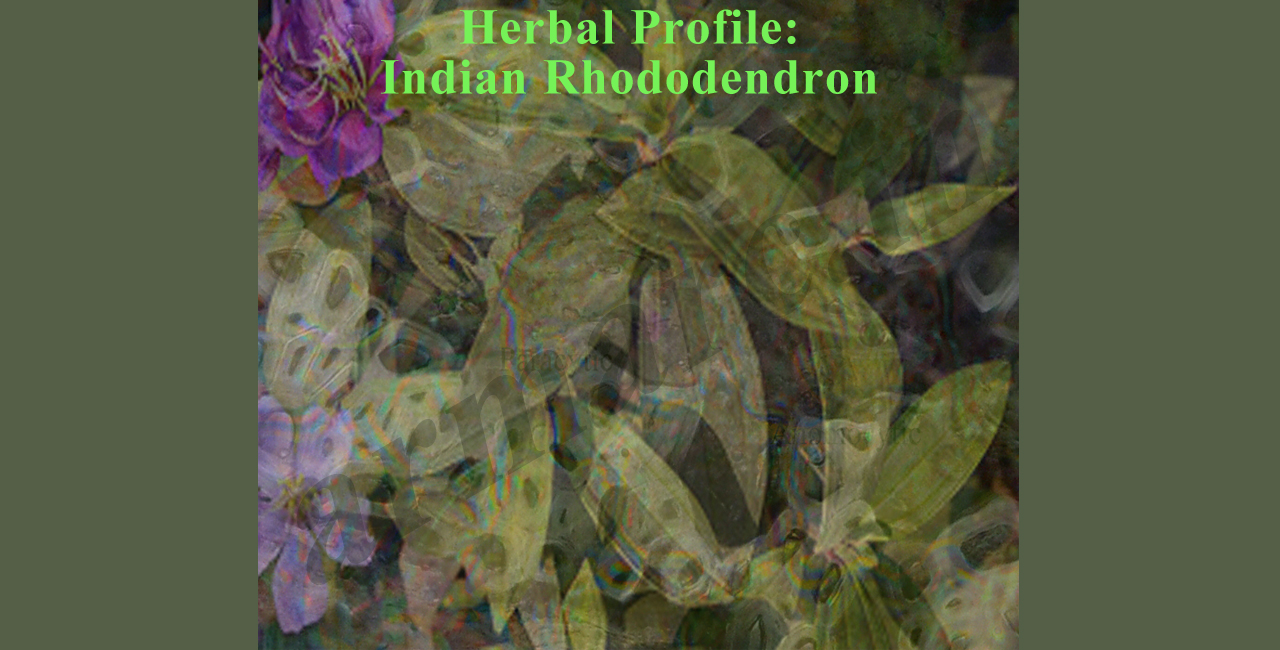 June -2018: Herbal Profile: Indian Rhododendron