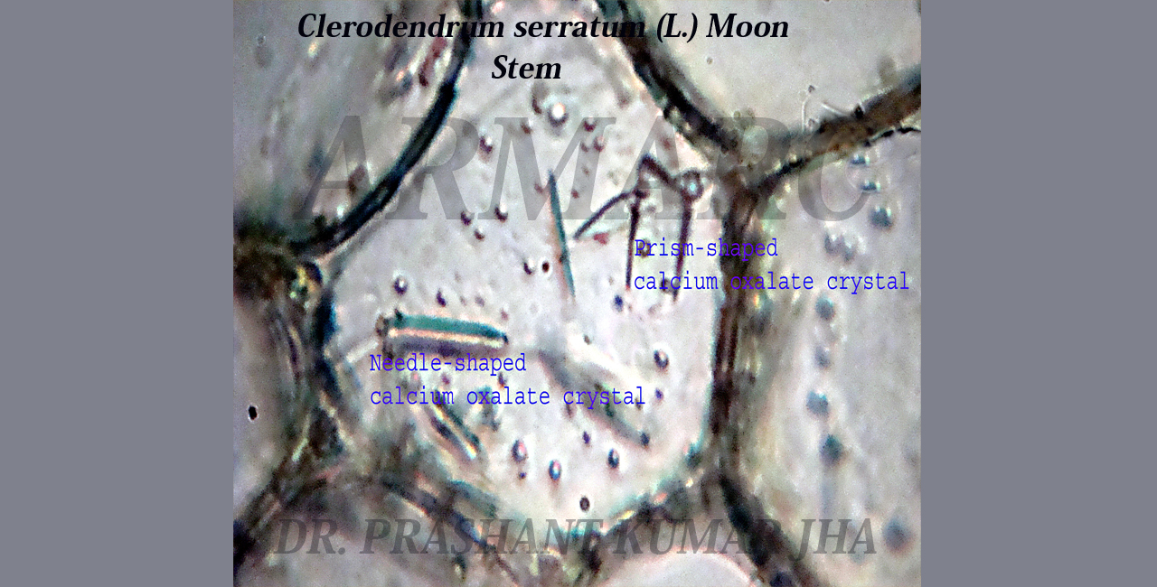 Needle-shaped and prism-shaped calcium oxalate crystals in transverse section of stem of Clerodendrum serratum (L.) Moon