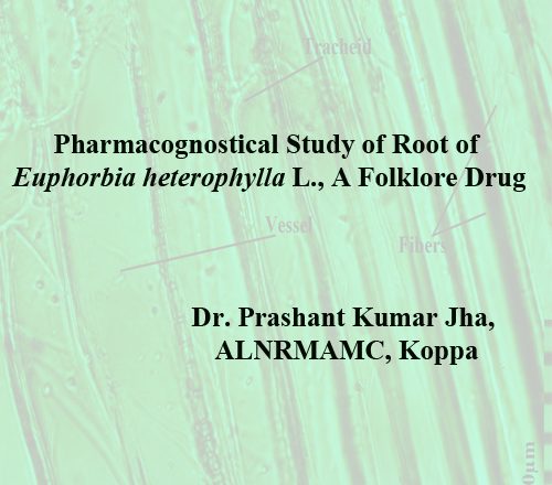 Pharmacognostical Study of Root of Euphorbia heterophylla L., A Folklore Drug