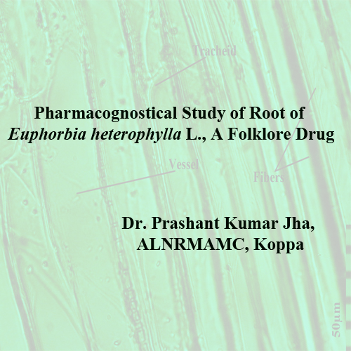 Pharmacognostical Study of Root of Euphorbia heterophylla L., A Folklore Drug